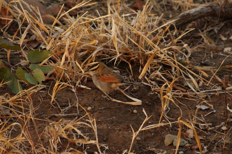 Tchagra à tête noire... - Kruger - Afrique du Sud - Août 2018 (9) (Copier).JPG