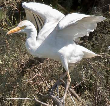 oiseau blanc.jpg