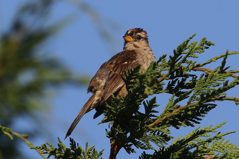 WhiteCrownedSparrow_LittleRiver_20180713_4633.jpg