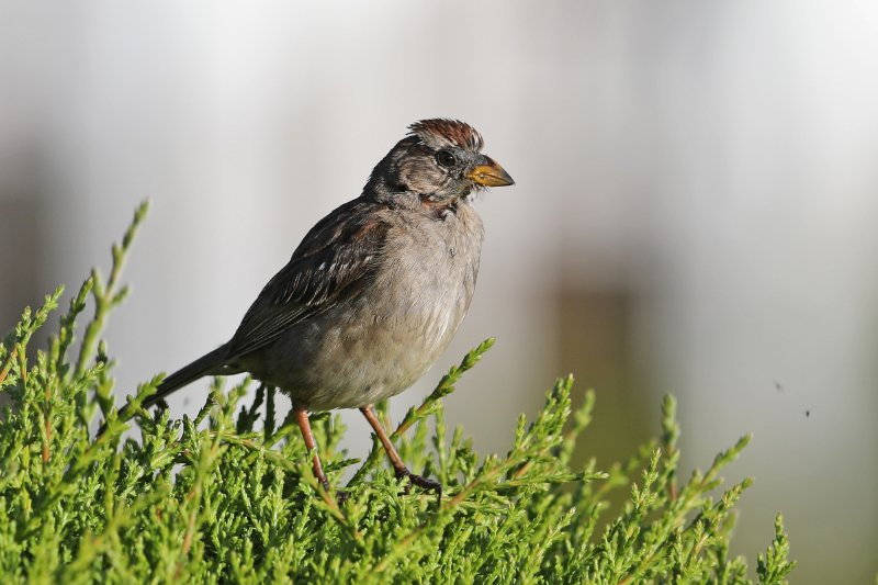 WhiteCrownedSparrow_LittleRiver_20180713_4848.jpg