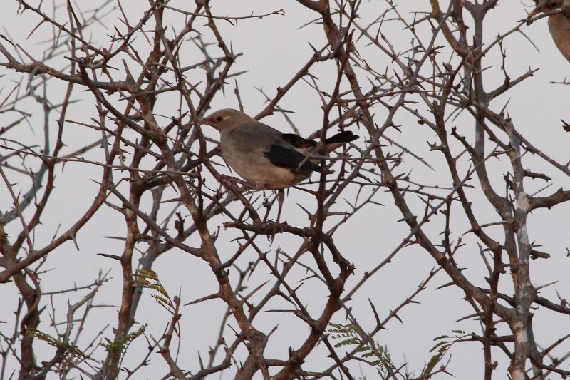 Etourneau caronculé... - Kruger - Afrique du Sud - Août 2018 (69) (Copier).JPG