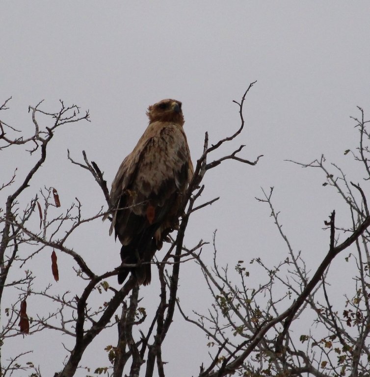 Aigle ravisseur immature...Kruger - Afrique du Sud - Août 2018 (144) (Copier).JPG