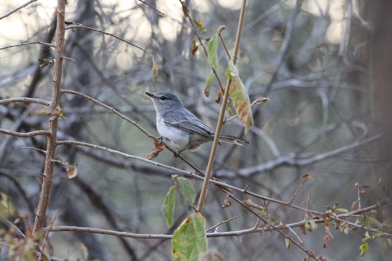 Gobemouche mésange... - Kruger - Afrique du Sud - Août 2018 (342) (Copier).JPG