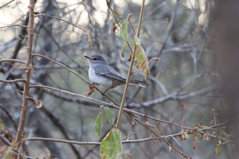 Gobemouche mésange... - Kruger - Afrique du Sud - Août 2018 (4) (Copier).JPG