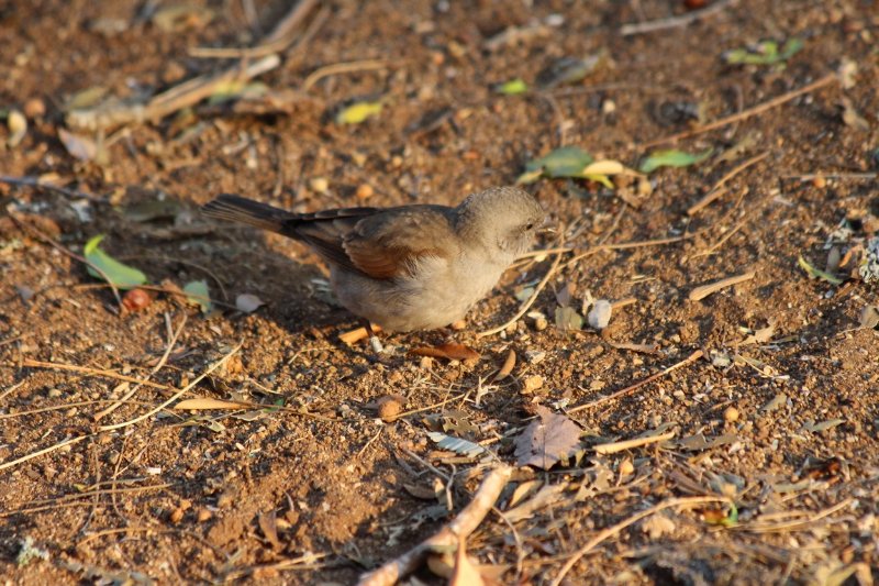 Moineau mélanure femelle ou moineau sud africain -  Kruger - Afrique du Sud - Août 2018 (25) (Copier).JPG