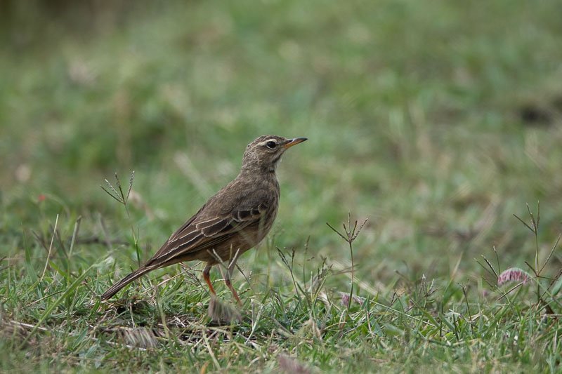 pipit-senkele-4280.jpg