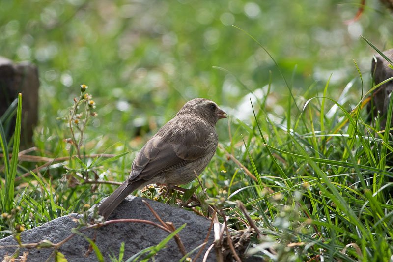 serin-0829.jpg