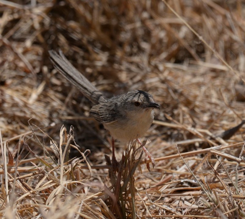 Egypte-Prinia gracile-01543.jpg