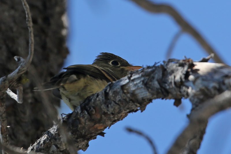 WesternFlycatcher_CraterLake_20180718_5362.jpg