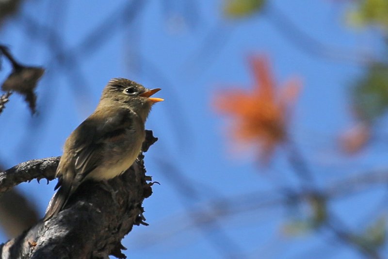 WesternFlycatcher_CraterLake_20180718_5373.jpg