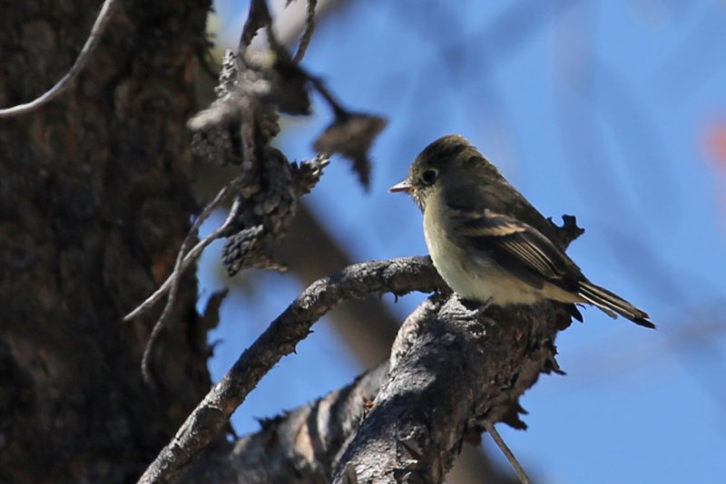 WesternFlycatcher_CraterLake_20180719_5367.jpg