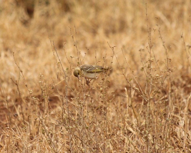 ........ - Kruger - Afrique du Sud - Août 2018 (192) (Copier).JPG