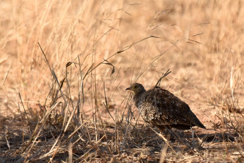 Francolin coqui 20181026 Talamati (1)AMBCSUML.jpg