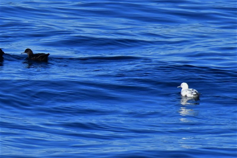 Oiseau inconnu 1.jpg