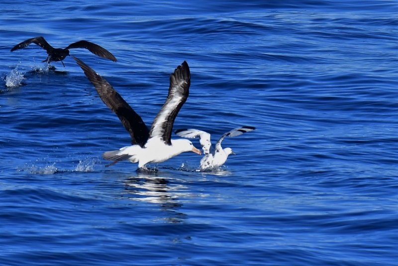 Oiseau inconnu 3.jpg