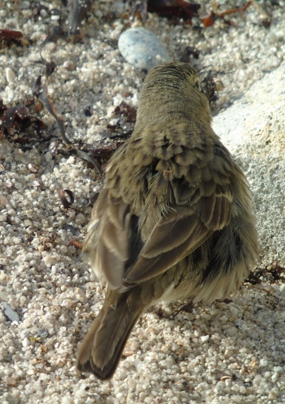 Pipit 02.JPG