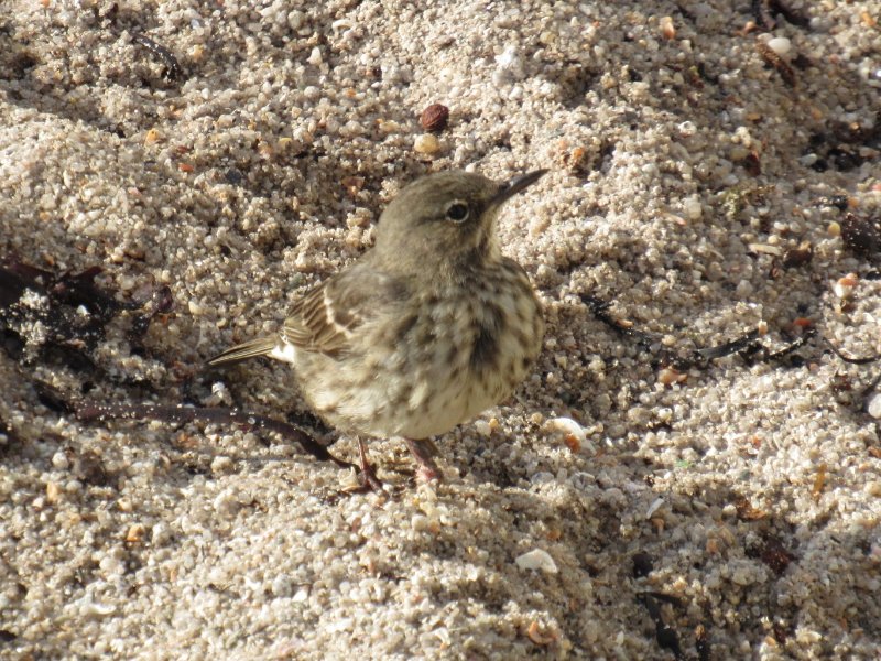 Pipit.JPG