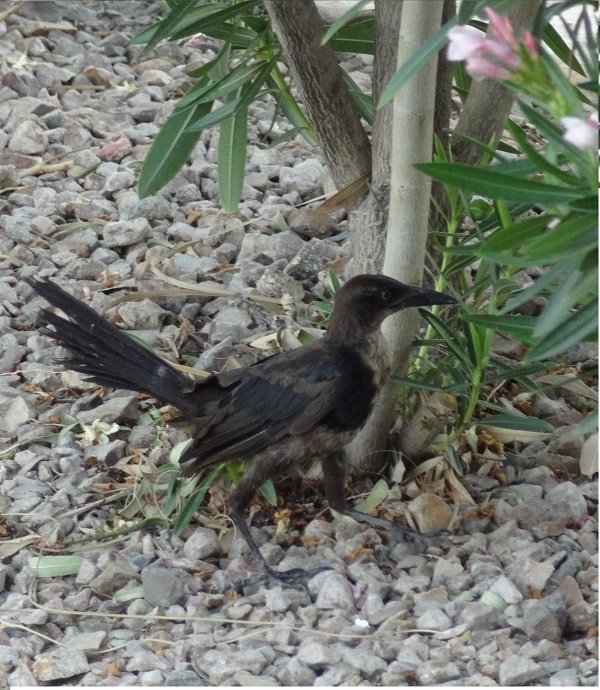 2018-07-29-181 USA Tucson hôtel Comfort Suites Tucson mall oiseau - Copie.JPG