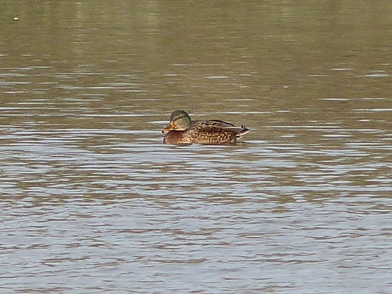 Canard colvert (12).JPG