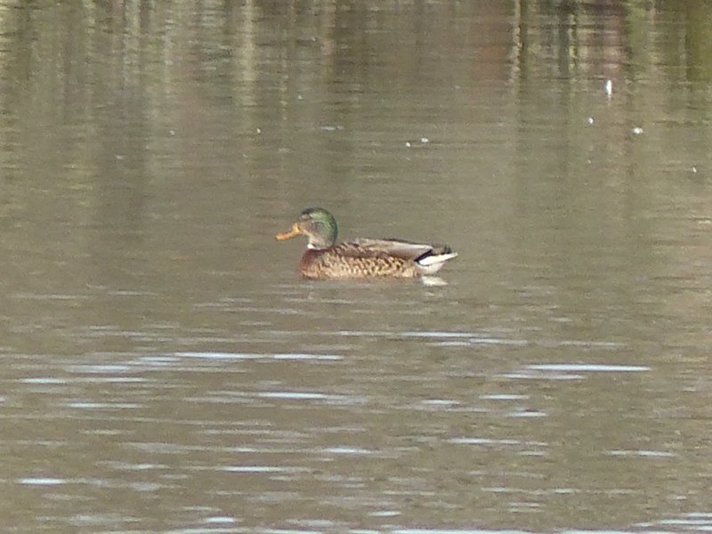 Canard colvert (13).JPG