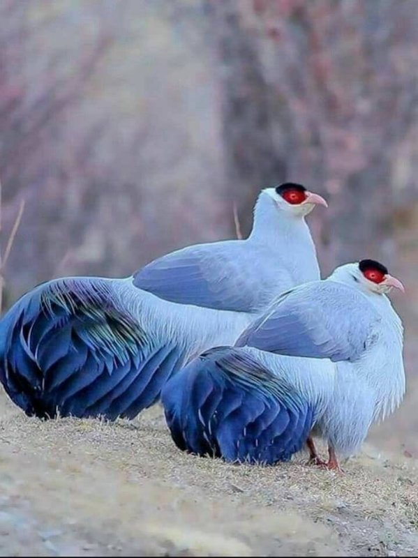oiseaux bleus.jpg