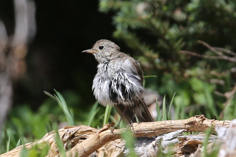 MysteryBird_MountRainier_20180721_5826.jpg