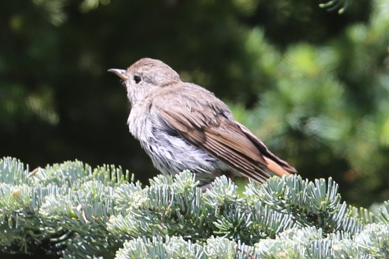 MysteryBird_MountRainier_20180721_5833.jpg