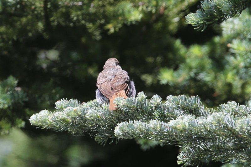 MysteryBird_MountRainier_20180721_5839.jpg