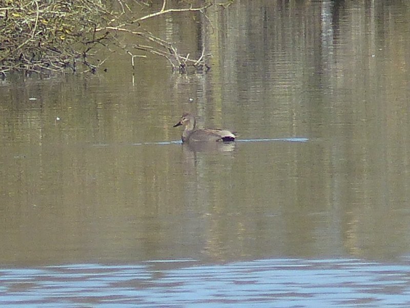 Canard chipeau mâle (7).JPG