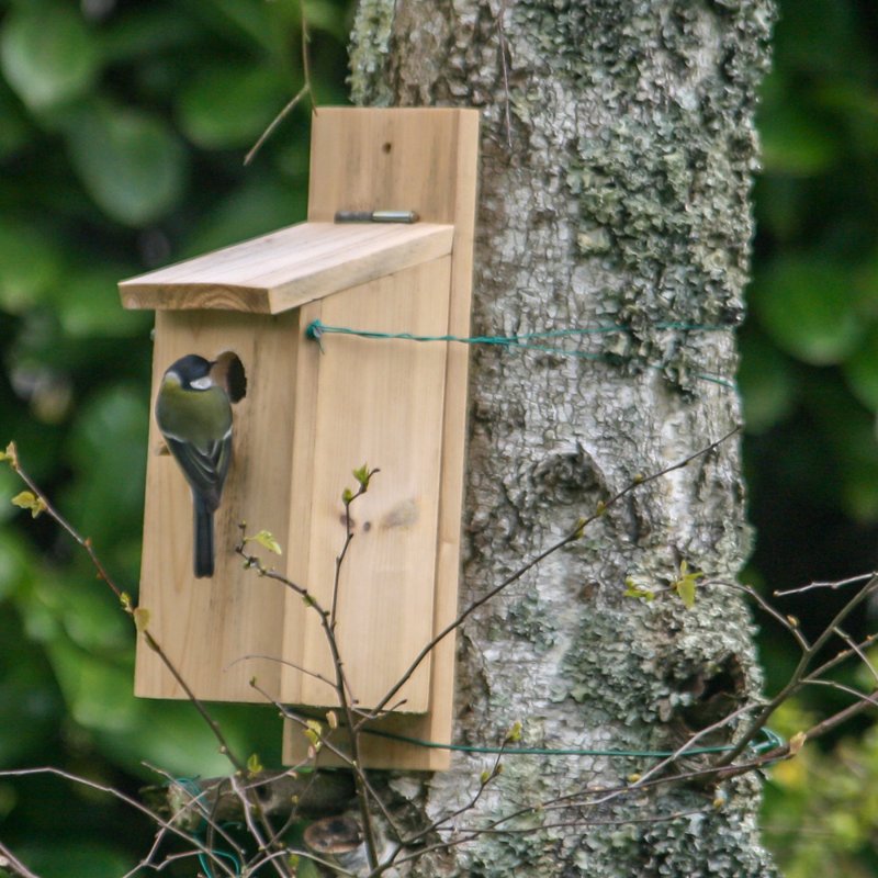 Mésange charbonnière_9915.jpg