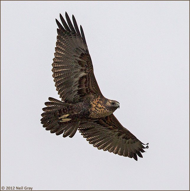 Black-chested_Buzzard-Eagle_immature.jpg