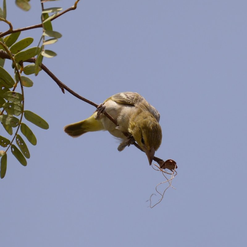 Séné-dom_786.JPG