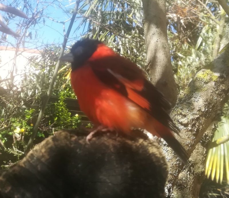 Photo oiseau 2 mai 2019.jpg