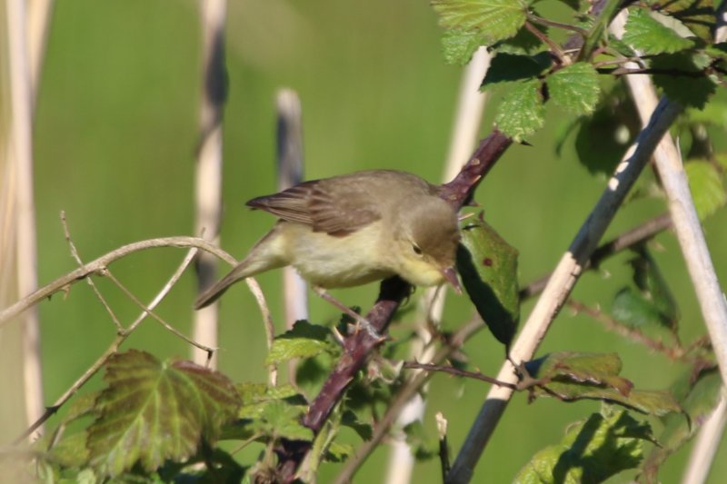 oiseau identif 2.jpg