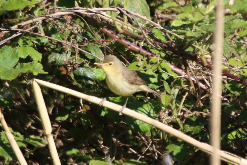 oiseau identif 3.jpg