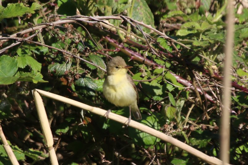 oiseau identif 1.jpg