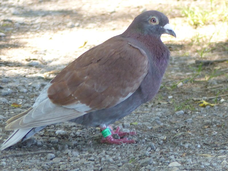 Pigeon bagué 01 (3).JPG