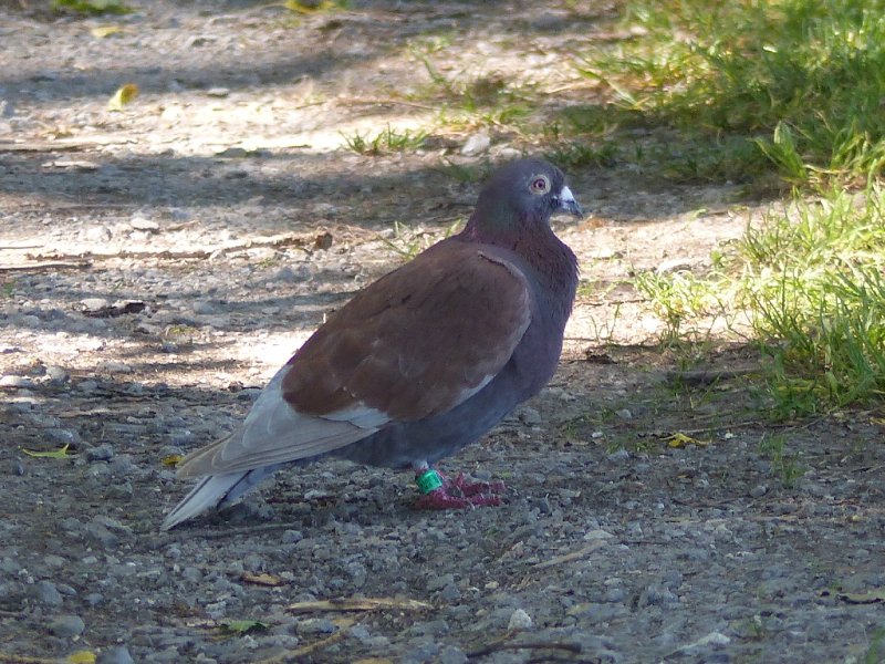 Pigeon bagué 01 (10).JPG