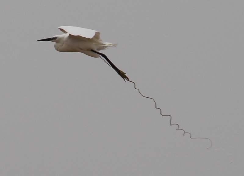 aigrette garzette.JPG