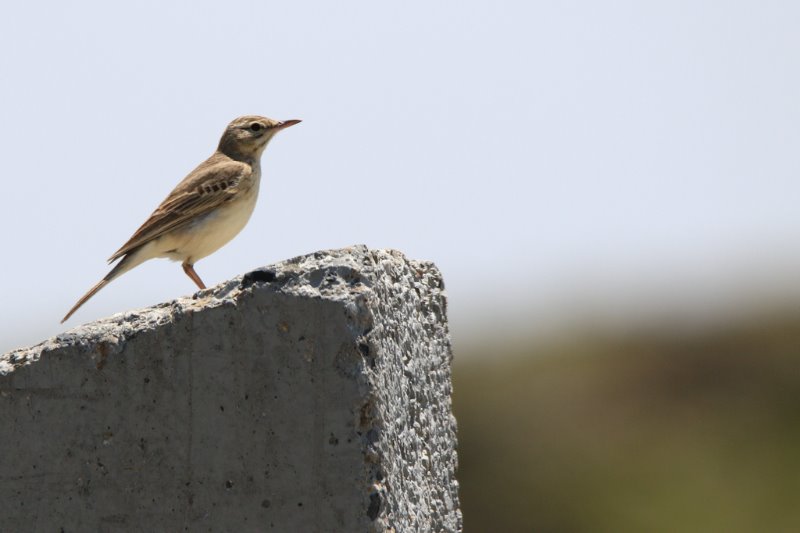 Portugal.2019.06.14  (819).jpg