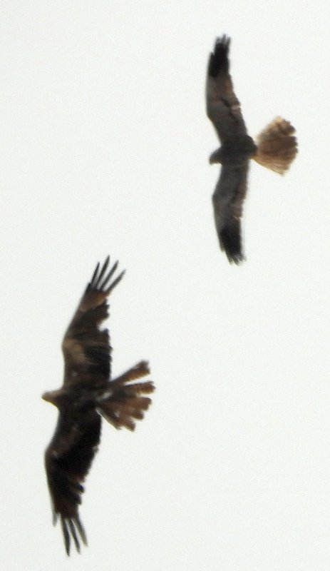 rapaces_17072019.jpg