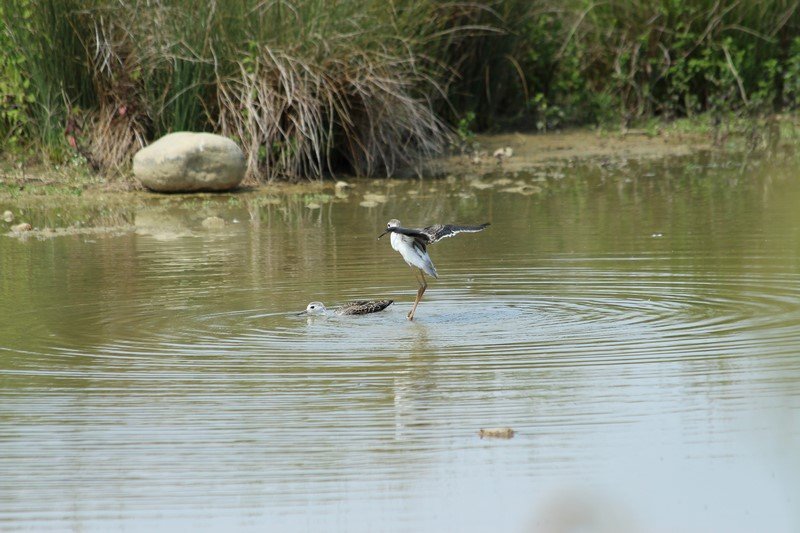 Domaine des oiseaux - Mazères - Juillet 2019 (37).JPG