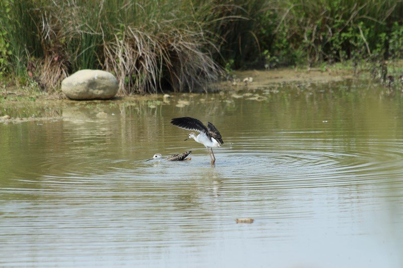 Domaine des oiseaux - Mazères - Juillet 2019 (38).JPG