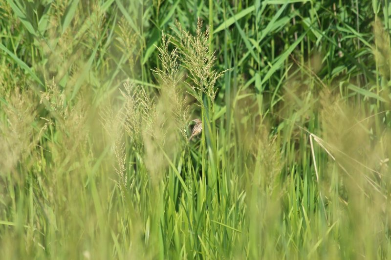 Domaine des oiseaux - Mazères - Juillet 2019 (33).JPG