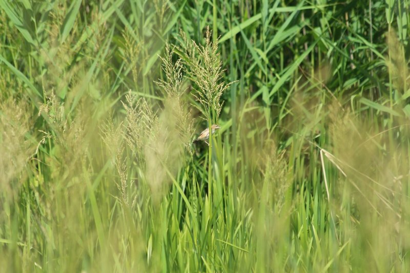 Domaine des oiseaux - Mazères - Juillet 2019 (36).JPG