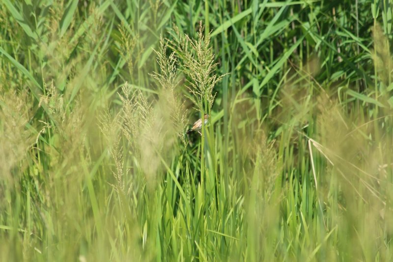 Domaine des oiseaux - Mazères - Juillet 2019 (34).JPG