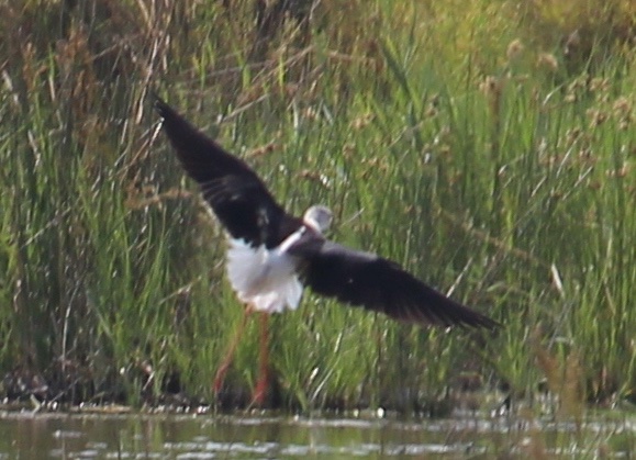 canard ailes noires queue blanche.JPG