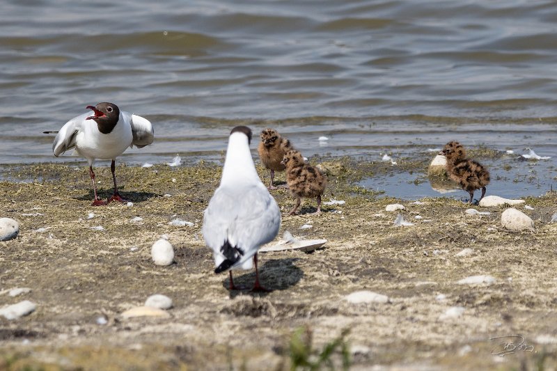 Mouette rieuse-poussins_5165.jpg