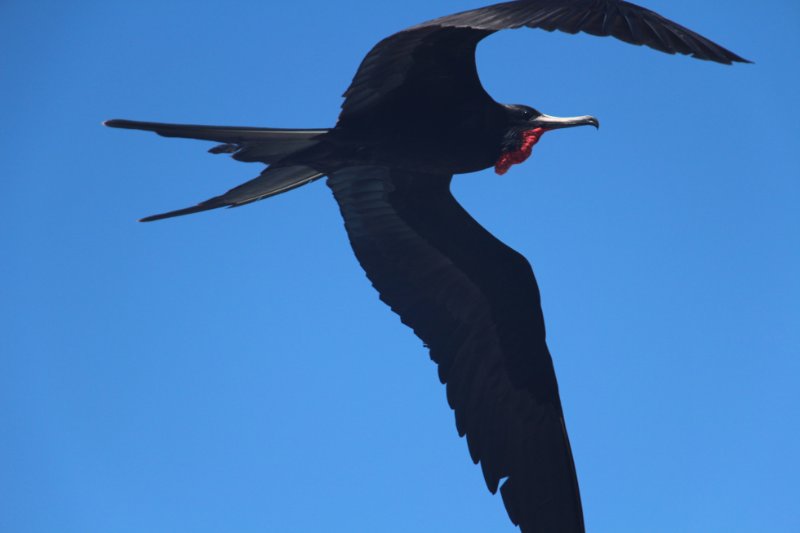 67_GALAPAGOS_PUERTO AYORA_FREGATE.JPG