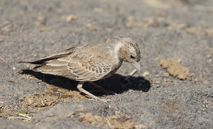 2019_01_31- ethiopie 3034- dépression du danakil- erta ale r.JPG